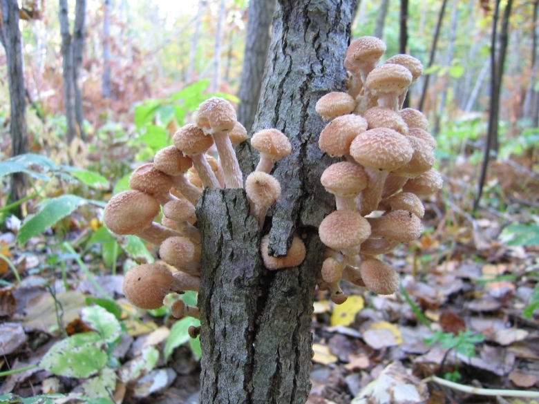 Грибы древесные опята