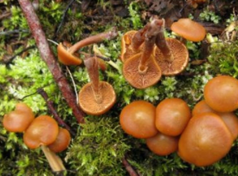 Опенок древесинный