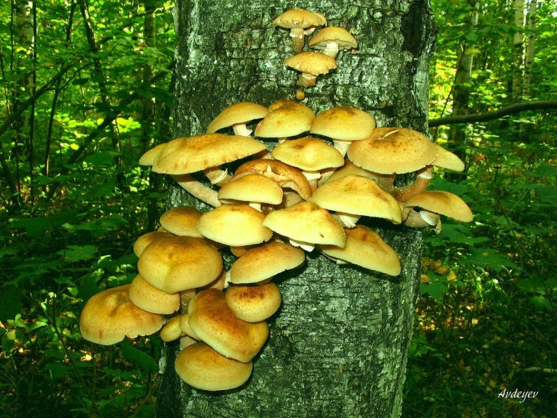 Опенок древесинный