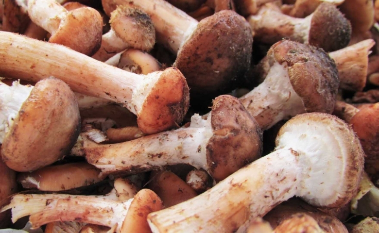 Гриб опенок