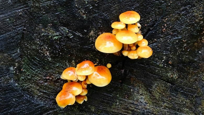 Зимний опенок фламмулина