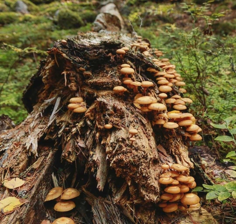 Опенок древесинный