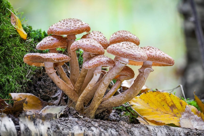 Грибы с медом