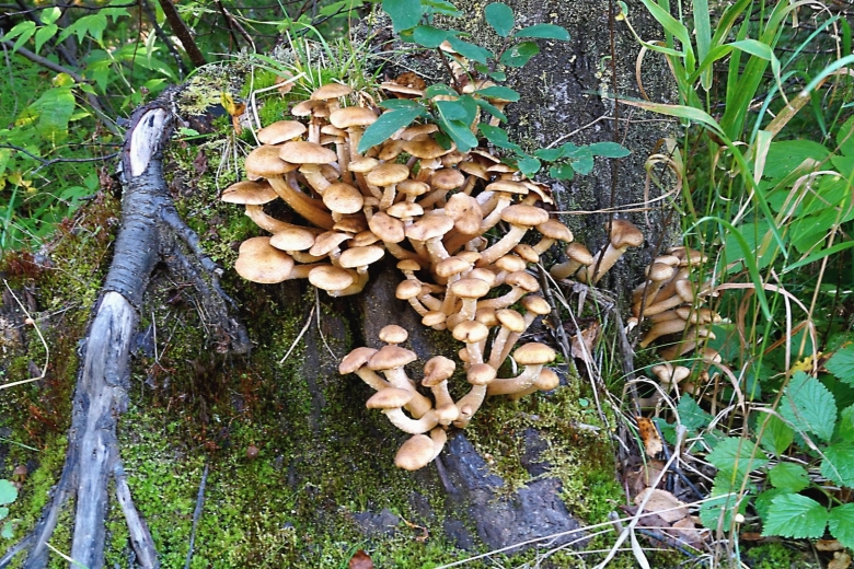 Сахалинские опята