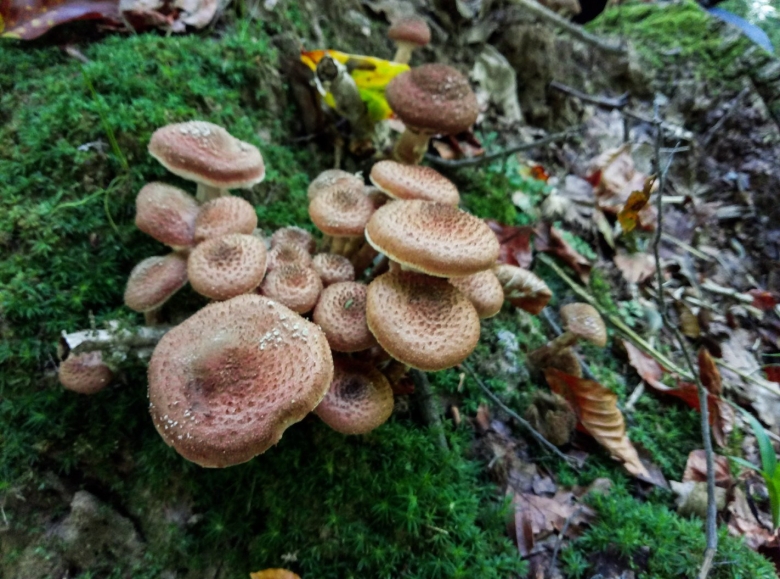 Грибы древесные опята