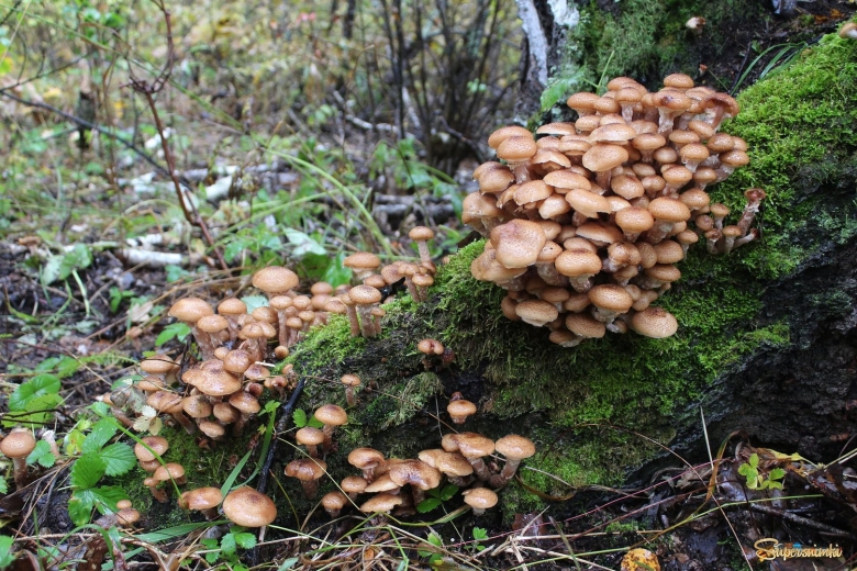 Опенок ссыхающийся Armillaria tabescens
