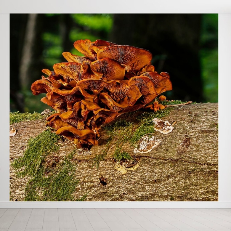 Грибы на стволе дерева