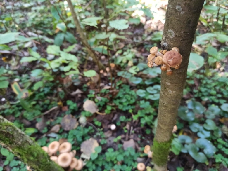 Опята в лесу