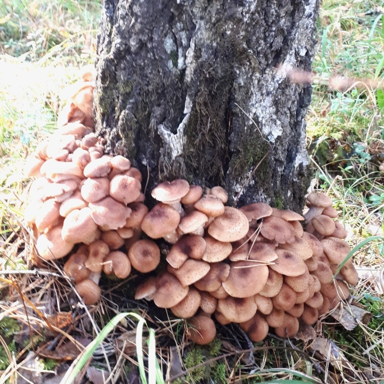 Ложная опята