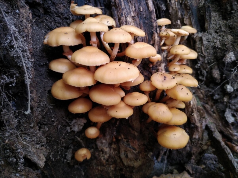 Грибы дальнего Востока опята