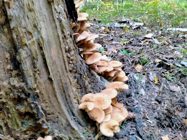 Как быстро вырастают опята