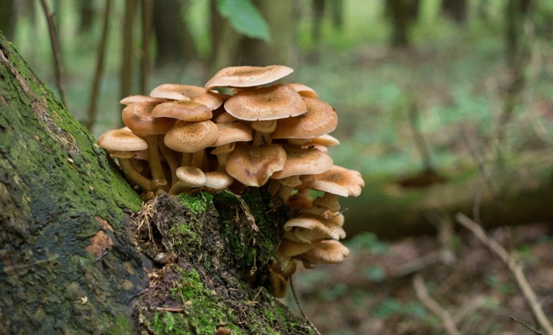 Опенок древесинный