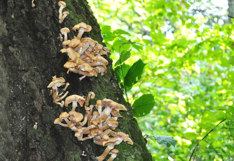 Опенок древесинный