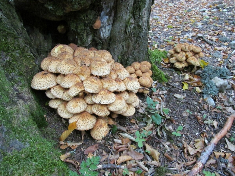 Опята степные крымские