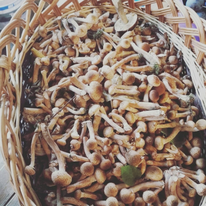 Опята древесные съедобные