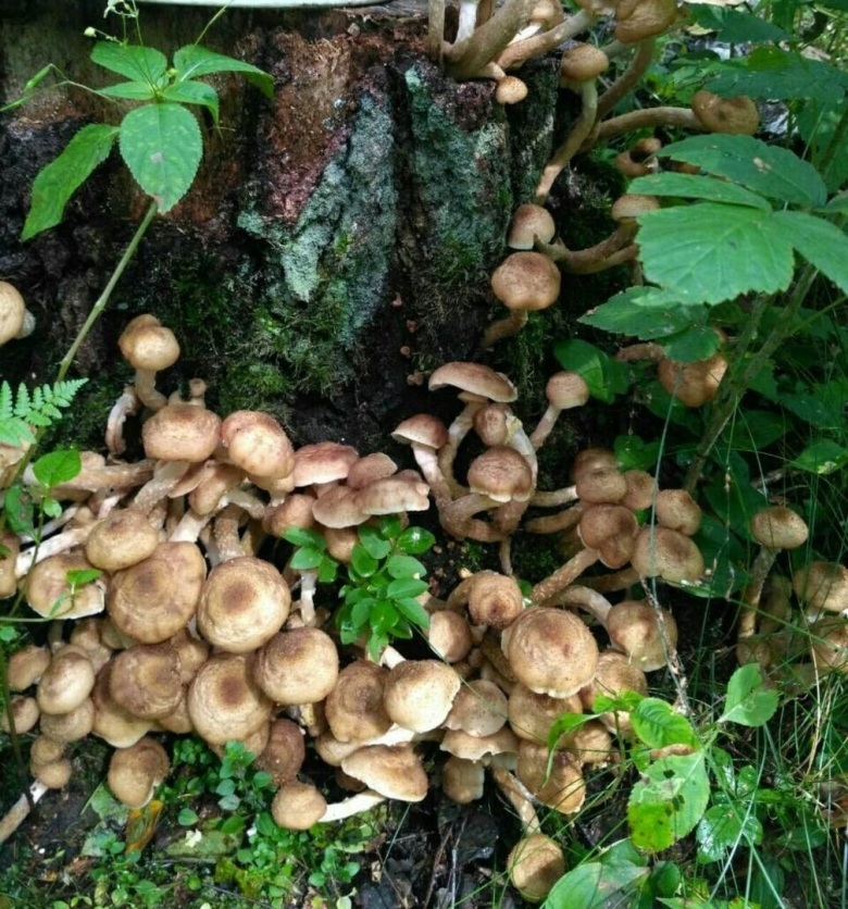 Опёнок сосновый