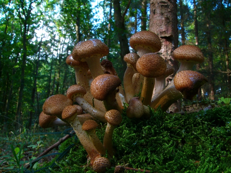 Опята на дереве фото