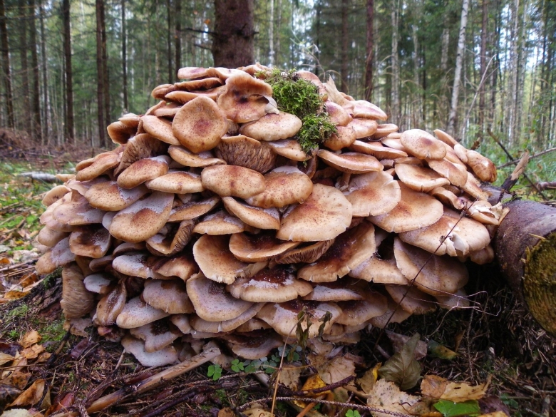 Гриб опёнок осенний