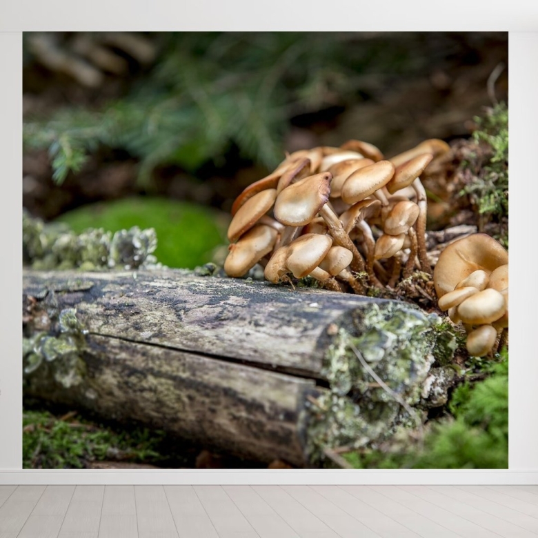 Опята пеньковые осенние