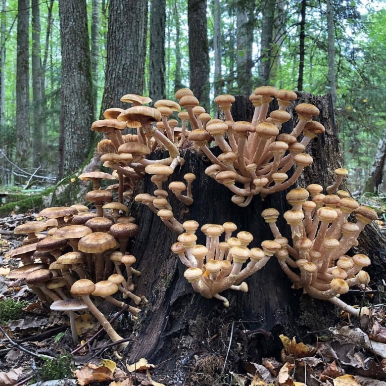 Дерево усыпаное апятами