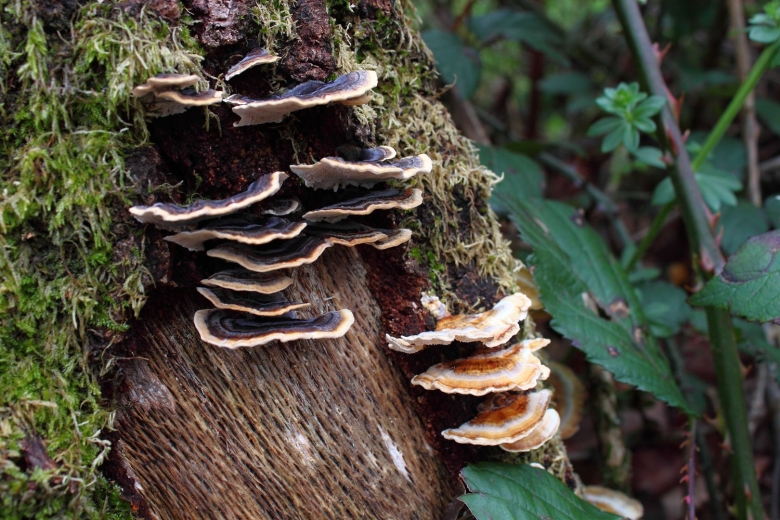Trametes versicolor