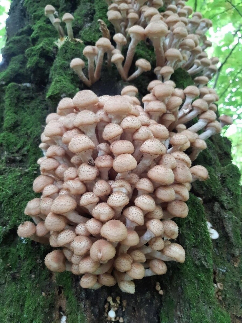 Приморский осенний опенок опёнок