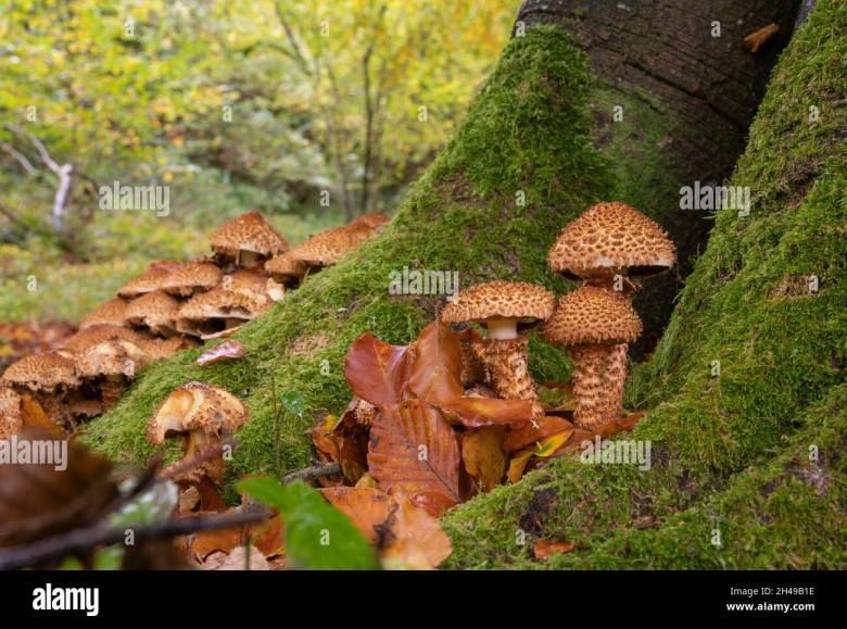 Королевские опята чешуйчатка золотистая