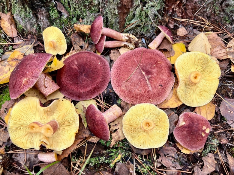 Гриб рядовка желто красная