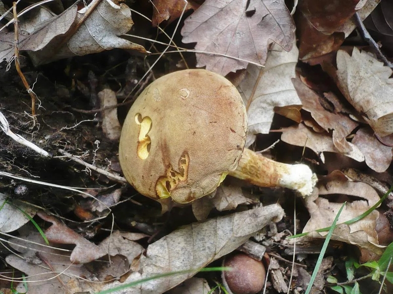 Моховик зеленый Xerocomus subtomentosus