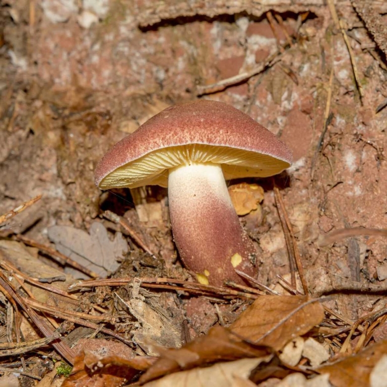Tricholomopsis rutilans