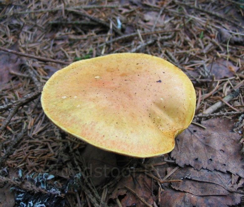 Ядовитые грибы Башкирии