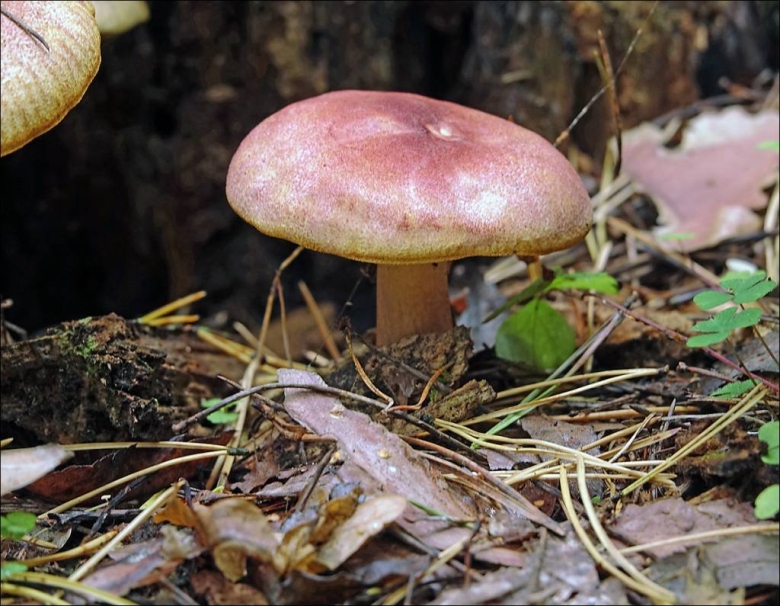 Рядовка желто красная tricholomopsis rutilans