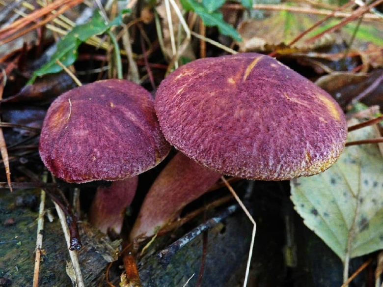 Гриб рядовка красная