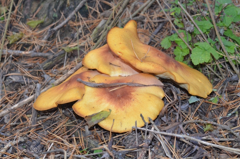 Гриб рядовка желто красная