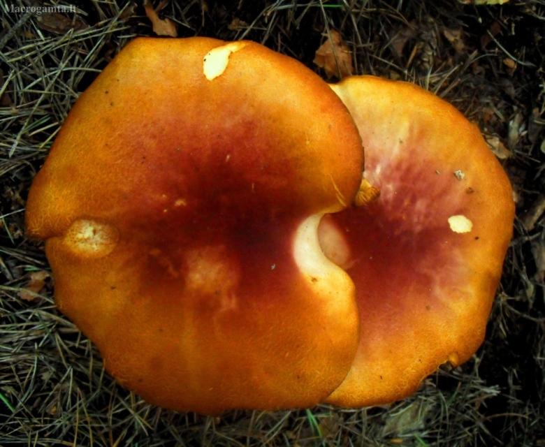 Tricholomopsis flammula