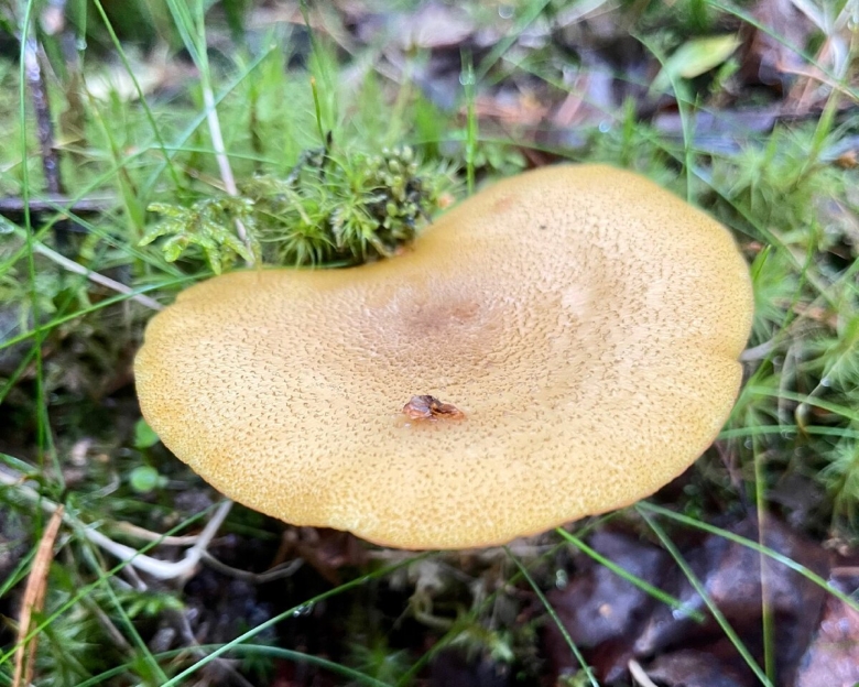 Tricholomopsis flammula