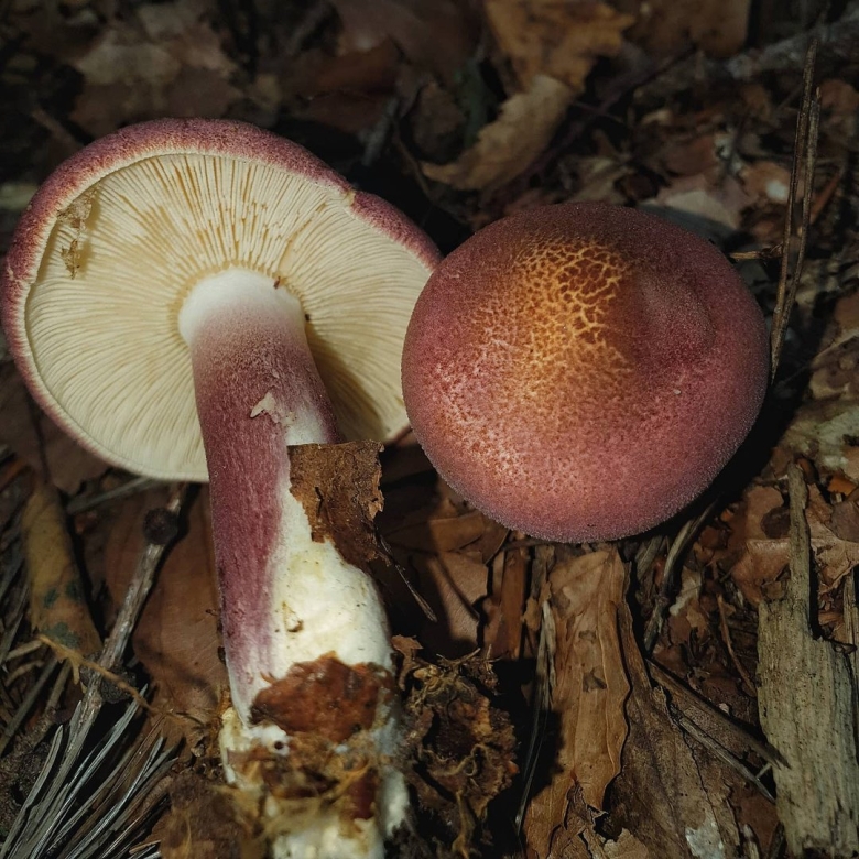 Гриб рядовка желто красная