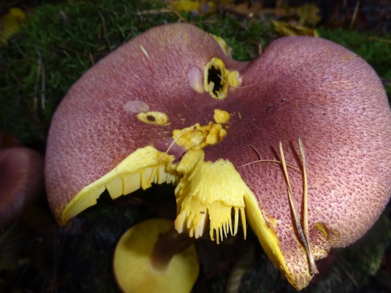 Гриб Трихоломопсис рутиланс