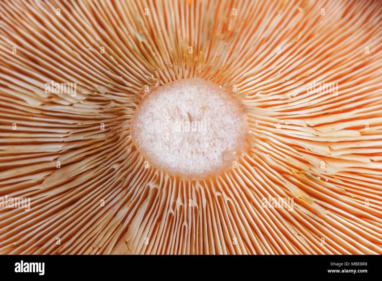 Текстура шляпки гриба