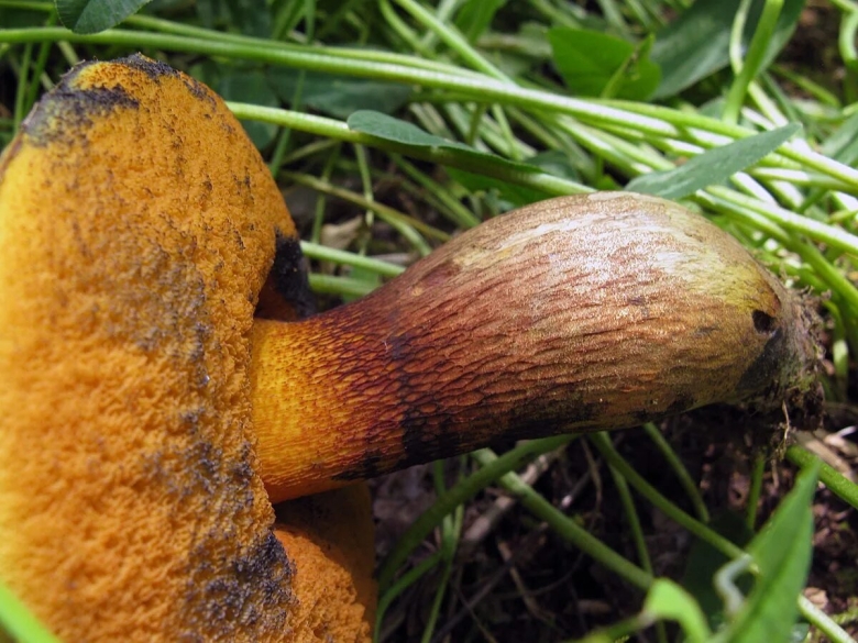 Гриб желтожебрик ложный