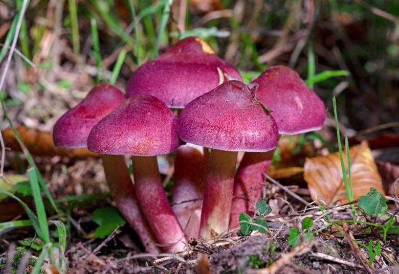 Гриб рядовка желто красная