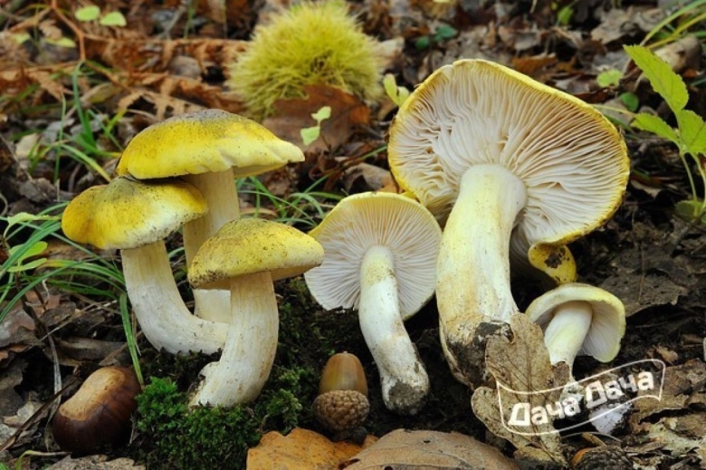 Рядовка гриб зеленушка