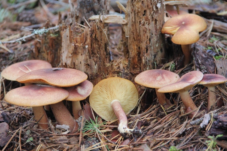 Млечник древесинный грибы