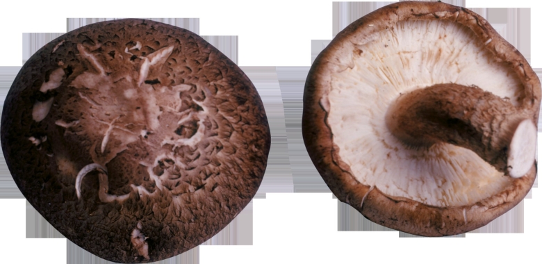 Шляпки грибов сверху