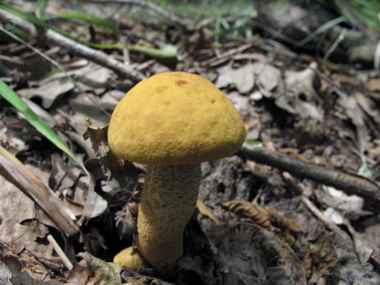 Обабок Дальневосточный гриб