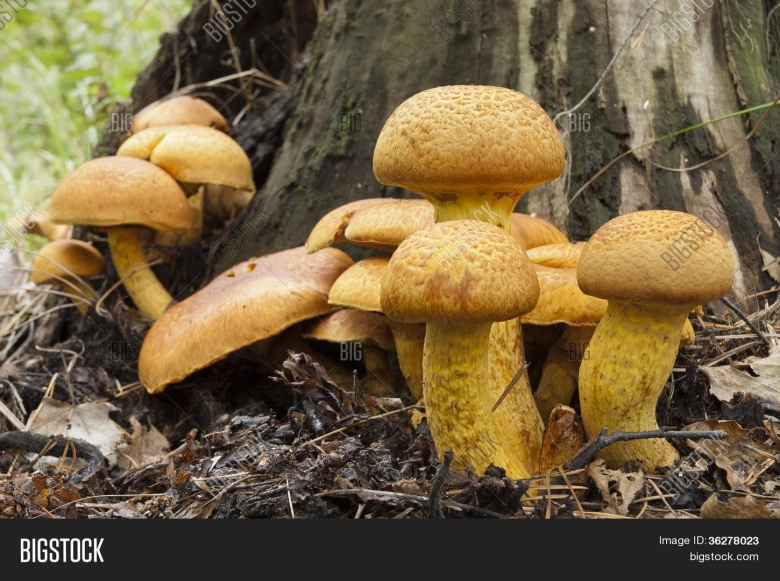 Gymnopilus junonius