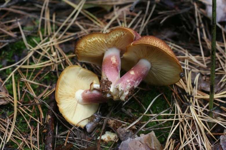 Tricholomopsis flammula