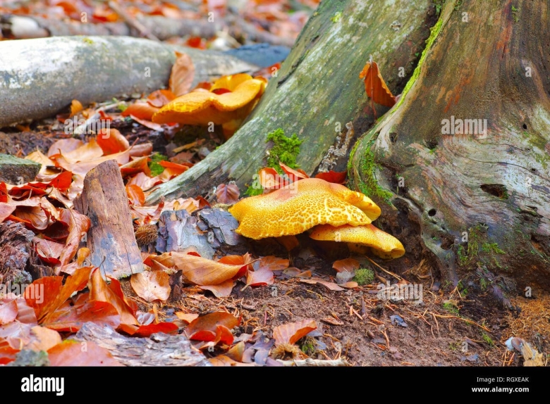 Серно желтый трутовик