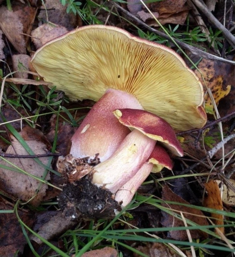 Гриб рядовка желто красная