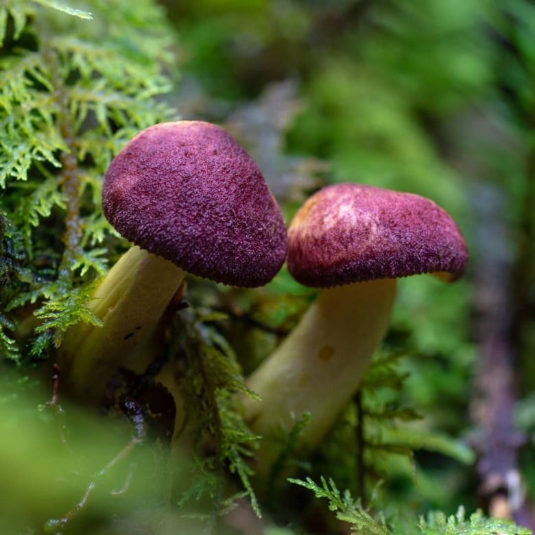 Tricholomopsis flammula